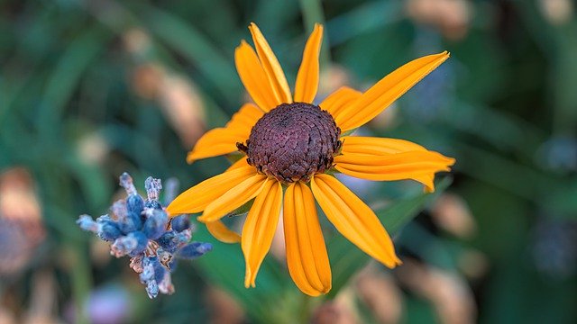 Téléchargement gratuit d'une photo gratuite de fleur de Susan aux yeux noirs à modifier avec l'éditeur d'images en ligne gratuit GIMP