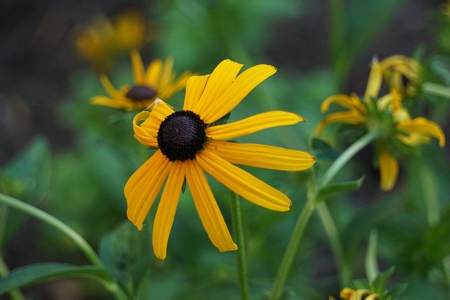 Téléchargement gratuit de l'image gratuite de la plante de fleur de susan aux yeux noirs à éditer avec l'éditeur d'images en ligne gratuit GIMP