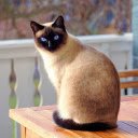 Black faced cat  screen for extension Chrome web store in OffiDocs Chromium