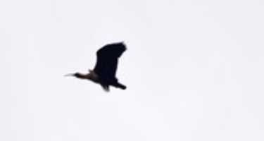 Free download Black-faced Ibis free photo or picture to be edited with GIMP online image editor