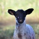 Black Faced Lamb  screen for extension Chrome web store in OffiDocs Chromium