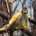 Black headed monkey  screen for extension Chrome web store in OffiDocs Chromium