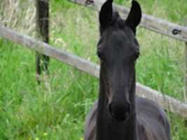 Free download BLACK HORSES free photo or picture to be edited with GIMP online image editor