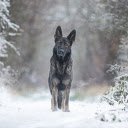 black hound  screen for extension Chrome web store in OffiDocs Chromium