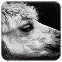 Black Lama  screen for extension Chrome web store in OffiDocs Chromium