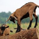 Black legged goat  screen for extension Chrome web store in OffiDocs Chromium