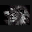 ໜ້າຈໍ Black Lion Theme ສຳລັບສ່ວນຂະຫຍາຍ Chrome web store ໃນ OffiDocs Chromium