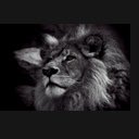 Écran Thème Black Lion pour l'extension Chrome Web Store dans OffiDocs Chromium