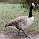 Black necked geese  screen for extension Chrome web store in OffiDocs Chromium