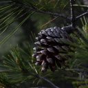 black pinecone  screen for extension Chrome web store in OffiDocs Chromium
