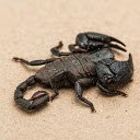 Black scorpion  screen for extension Chrome web store in OffiDocs Chromium