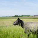 Black sheep in the field  screen for extension Chrome web store in OffiDocs Chromium