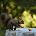 Black Squirrel and Walnut  screen for extension Chrome web store in OffiDocs Chromium