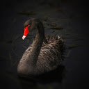 black Swan  screen for extension Chrome web store in OffiDocs Chromium