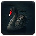 ໜ້າຈໍ Black Swan ສຳລັບການຂະຫຍາຍຮ້ານເວັບ Chrome ໃນ OffiDocs Chromium