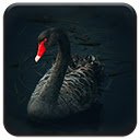 OffiDocs Chromium の拡張機能 Chrome Web ストアの Black Swan 画面