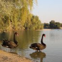 Black Swans by the Lake  screen for extension Chrome web store in OffiDocs Chromium