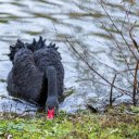 black swans foraging  screen for extension Chrome web store in OffiDocs Chromium
