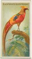 Free download Black-Throated Golden Pheasant, from the Birds of the Tropics series (N5) for Allen & Ginter Cigarettes Brands free photo or picture to be edited with GIMP online image editor