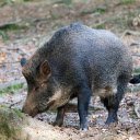 Black Wild Boar  screen for extension Chrome web store in OffiDocs Chromium