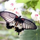 Black winged butterfly  screen for extension Chrome web store in OffiDocs Chromium