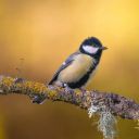 BLACK YELLOW BIRD Theme  screen for extension Chrome web store in OffiDocs Chromium