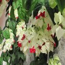 Bleeding Glory bower flower wallpapers  screen for extension Chrome web store in OffiDocs Chromium