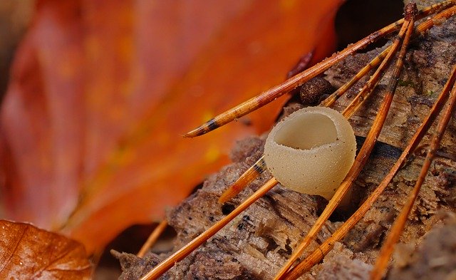 Free download blistered mugling mushroom fungus free picture to be edited with GIMP free online image editor