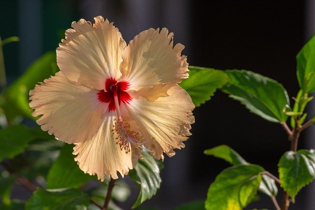 Unduh gratis bloom blossom china warna warna-warni gambar gratis untuk diedit dengan editor gambar online gratis GIMP