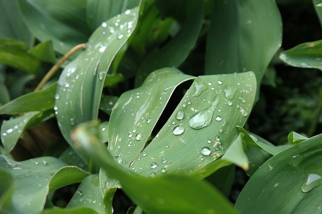 Kostenloser Download Blüte Blumen Blatt Blätter Tropfen Kostenloses Bild, das mit dem kostenlosen Online-Bildeditor GIMP bearbeitet werden kann