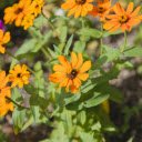 Blooming bush with zinnia flowers  screen for extension Chrome web store in OffiDocs Chromium