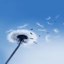 Blooming dandelion wallpaper  screen for extension Chrome web store in OffiDocs Chromium