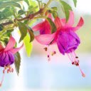 Blooming flower pots  screen for extension Chrome web store in OffiDocs Chromium