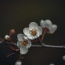 Blooming flowers on thin branch  screen for extension Chrome web store in OffiDocs Chromium