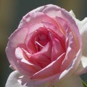 blooming in the sun  screen for extension Chrome web store in OffiDocs Chromium