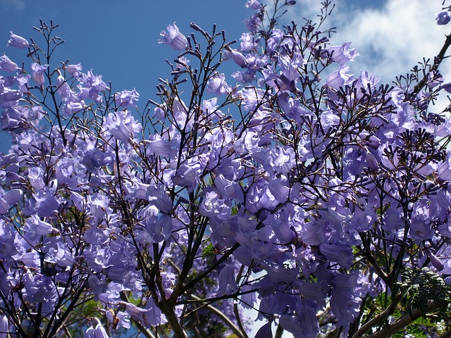Descargue gratis la imagen gratuita de la floración azul jacaranda floreciente para editar con el editor de imágenes en línea gratuito GIMP
