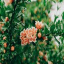 Blooming Pomegranate Blossom  screen for extension Chrome web store in OffiDocs Chromium