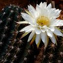 Blooming prickly cactus  screen for extension Chrome web store in OffiDocs Chromium