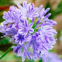 Blooming Small Purple Flower  screen for extension Chrome web store in OffiDocs Chromium