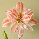 Blooming Soft White and Peach Lily  screen for extension Chrome web store in OffiDocs Chromium