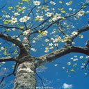 Blooming white flowers Wallpaper  screen for extension Chrome web store in OffiDocs Chromium