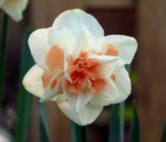 Free download blooms free photo or picture to be edited with GIMP online image editor