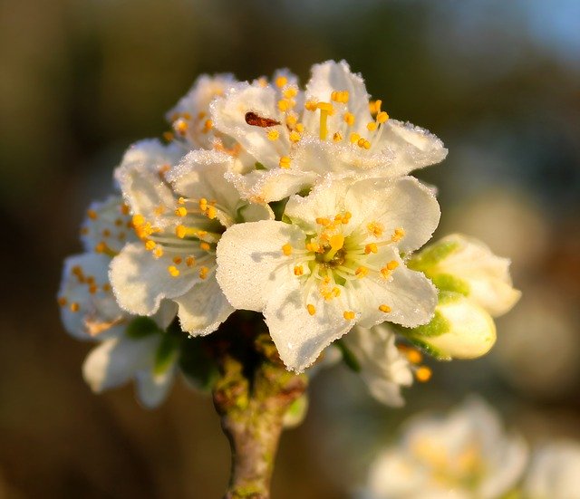 Unduh gratis bunga mekar bunga es gambar gratis untuk diedit dengan editor gambar online gratis GIMP