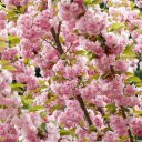 Blossoming Cherry Tree  screen for extension Chrome web store in OffiDocs Chromium