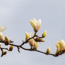 Blossoming tree branches  screen for extension Chrome web store in OffiDocs Chromium