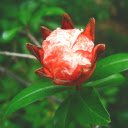 Blossom in Nature  screen for extension Chrome web store in OffiDocs Chromium