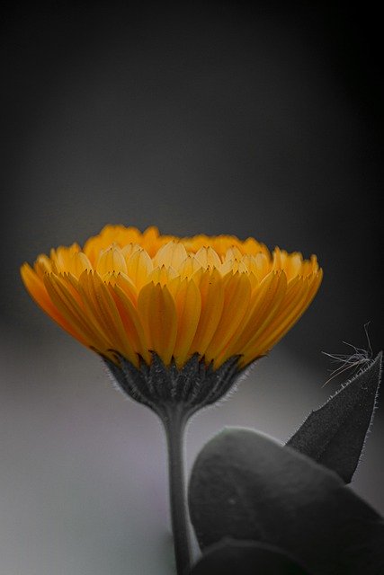 Free download blossom nature colorful color free picture to be edited with GIMP free online image editor