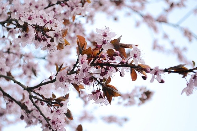 Free download blossoms blood plum bloom tree free picture to be edited with GIMP free online image editor