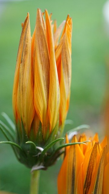 أغلقت أزهار التنزيل المجاني في الصورة المجانية الصباحية ليتم تحريرها باستخدام محرر الصور المجاني عبر الإنترنت من GIMP
