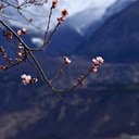 Blossoms in the Mountains  screen for extension Chrome web store in OffiDocs Chromium